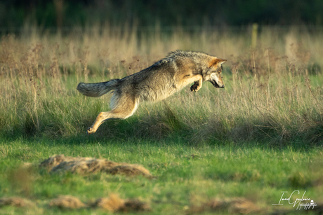 Jumping wolf