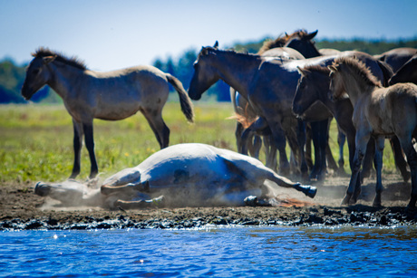 Wilde Paarden