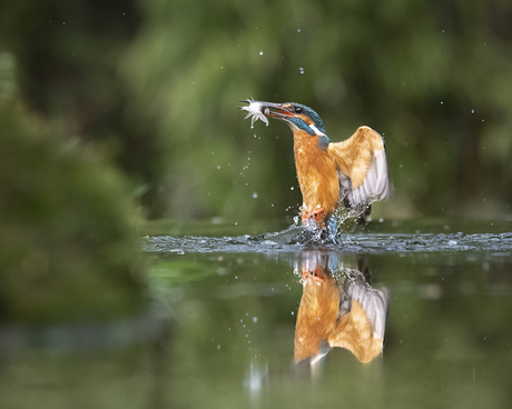 Waar Water en Vleugels Samenkomen