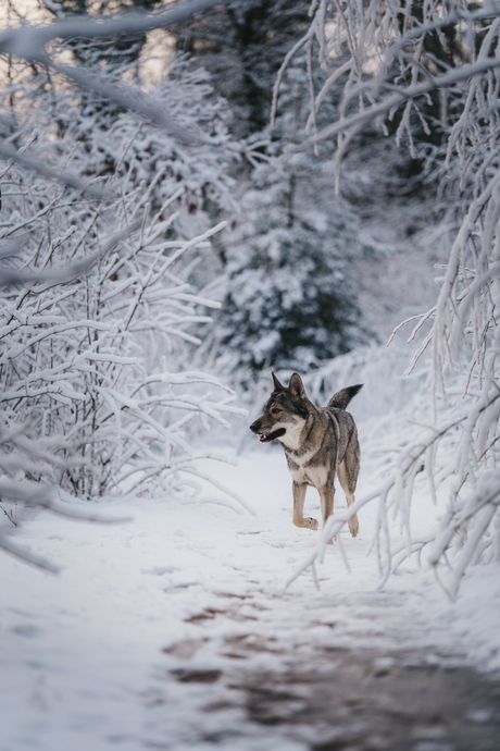 Winter Wonderland voor 1 dag