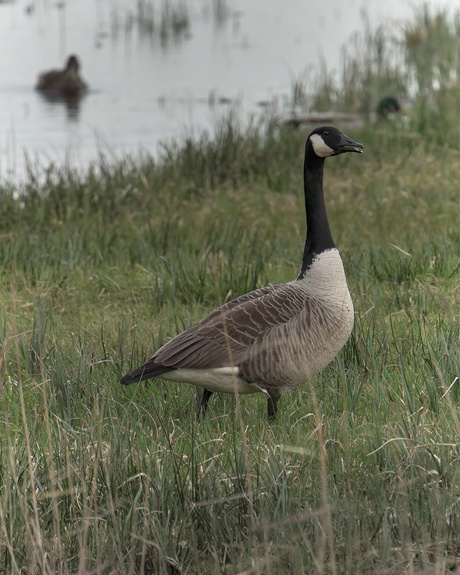 De grote Canadese gans