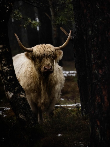 Blonde Schotse hooglander. 