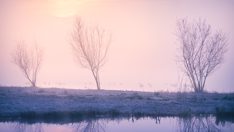 Koude zonsopkomst bij de Vogelplas