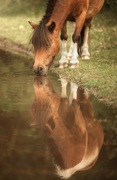 wilde paarden