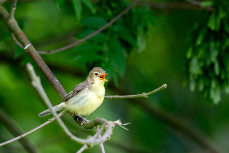 ik spot met vogelspotters