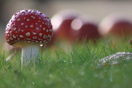 rood met witte stippe