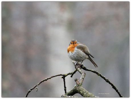 Wandeling in het bos