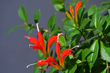 Aeschynanthus..