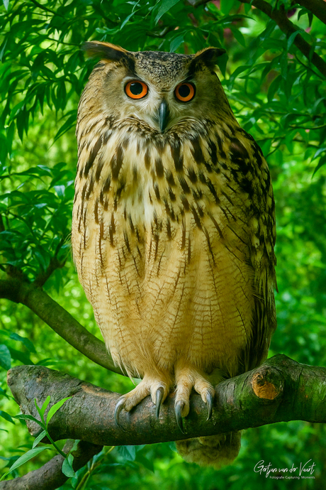 "𝑩𝒖𝒃𝒐 𝒃𝒆𝒏𝒈𝒂𝒍𝒆𝒏𝒔𝒊𝒔"