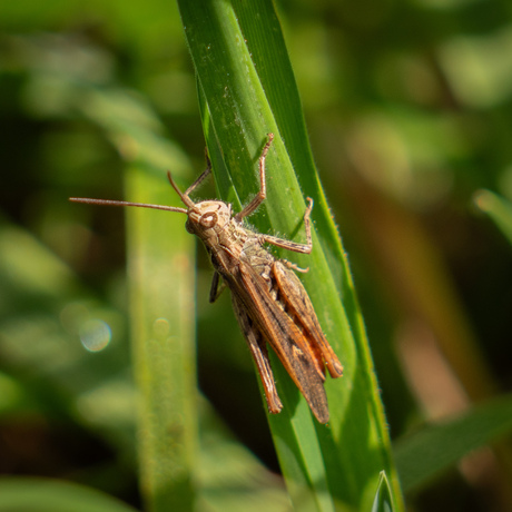 Bruine sprinkhaan