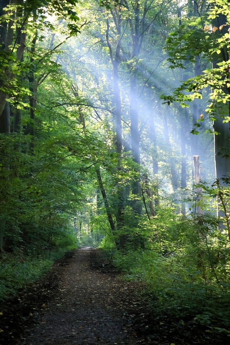 Zonnestralen