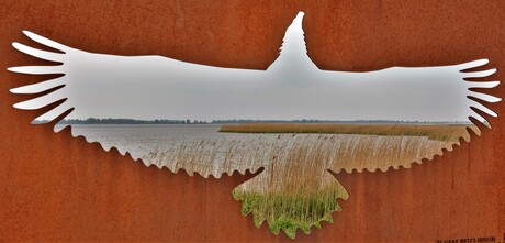 Zeearend Lauwersmeer.