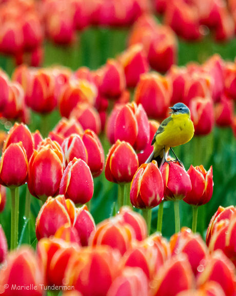 De gele kwik op de rode tulp!