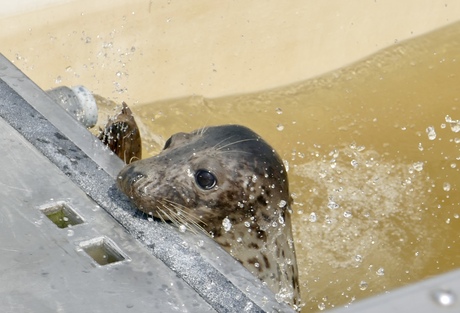 Jonge zeehond