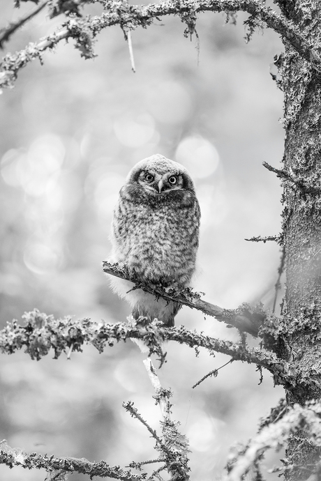 Jong havikuil in mono