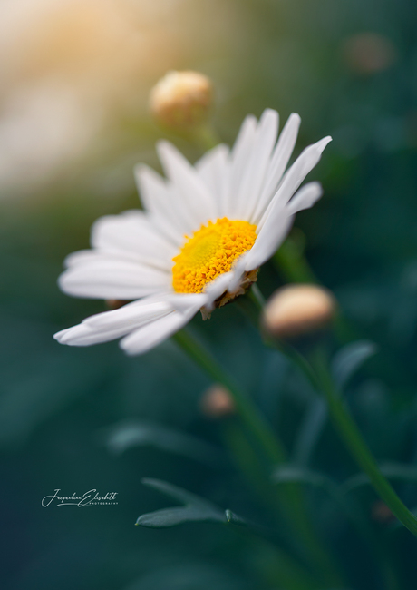 Daisies are like sunshine for the soul.