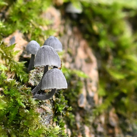 Blauwgrijze schorsmycena