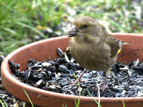 Groenling (Chloris chloris)