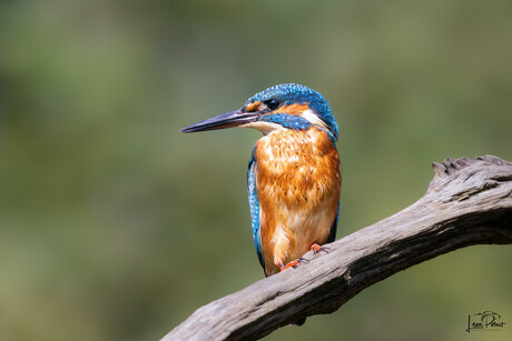 IJsvogel