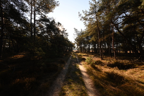 Veluwe 