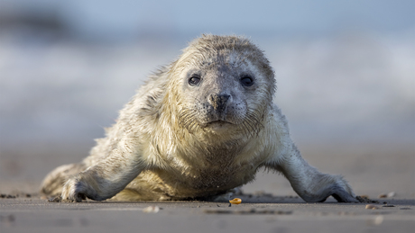 Jonge zeehond