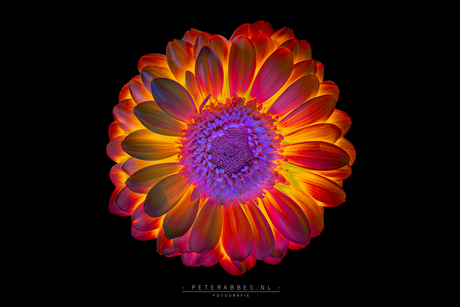 Met licht ingekleurde gerbera 5