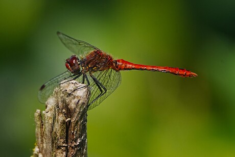 Bloed rood 