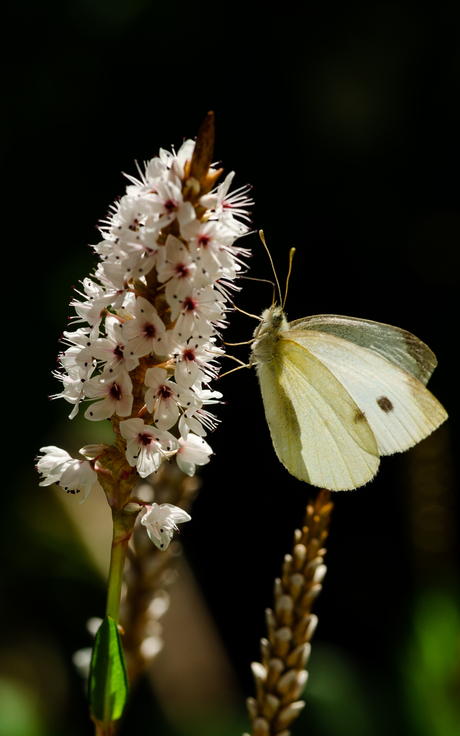 Vlinder op witte bloem