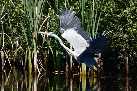 Blauwe reiger