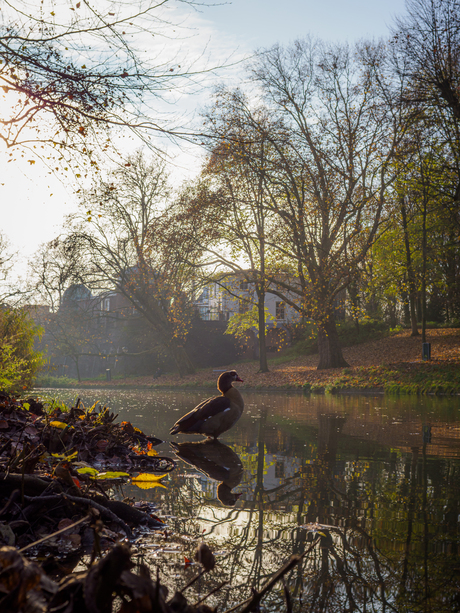Nijlgans In De Singel