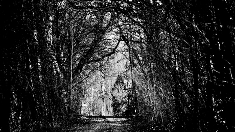 spelen met licht in de natuur