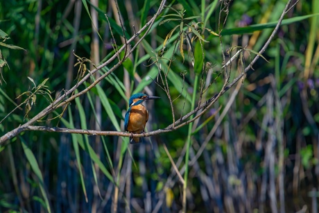 Ijsvogel