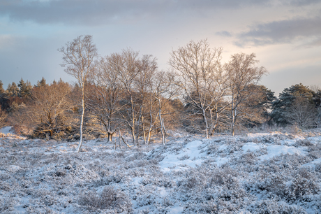 Winter Bakkeveense duinen