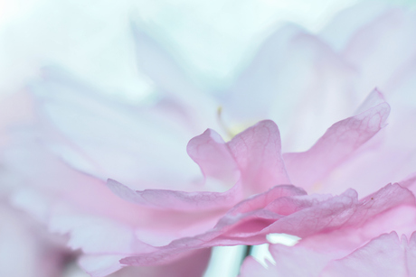 Pastel