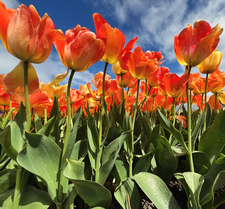 Fleurige tulpenvelden.