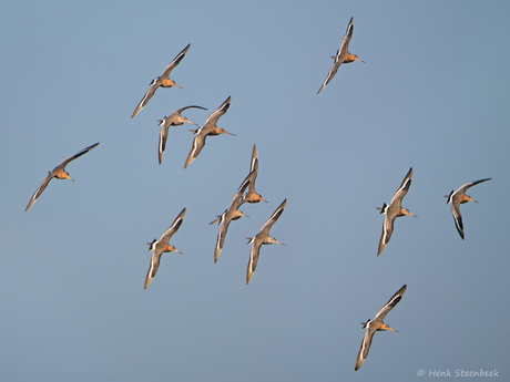 Terugkomst van de grutto's