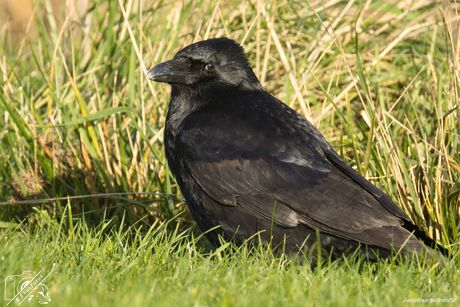 Ik hou je in de gaten 