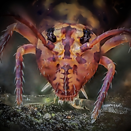 Springstaart portret. 