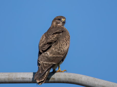 Buizerd (Buteo buteo)