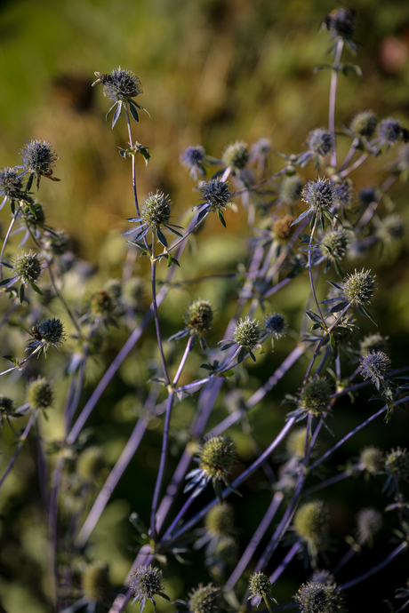 Blaukappe - eryngium planum