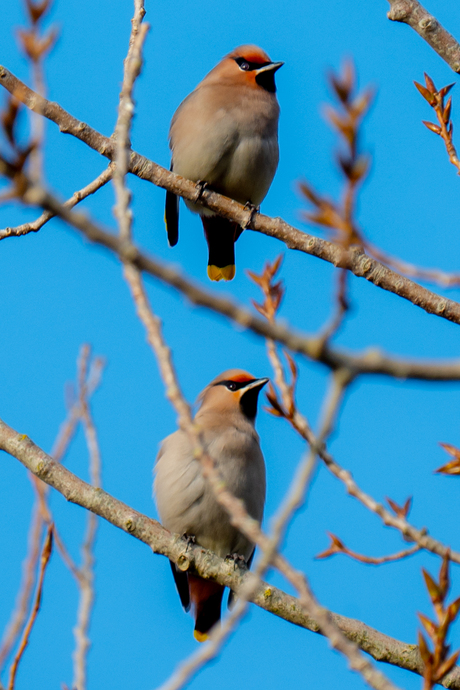 Pestvogel aan zee