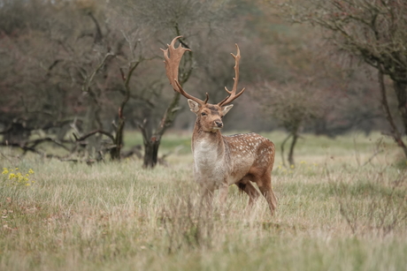 Fiere damhertbok