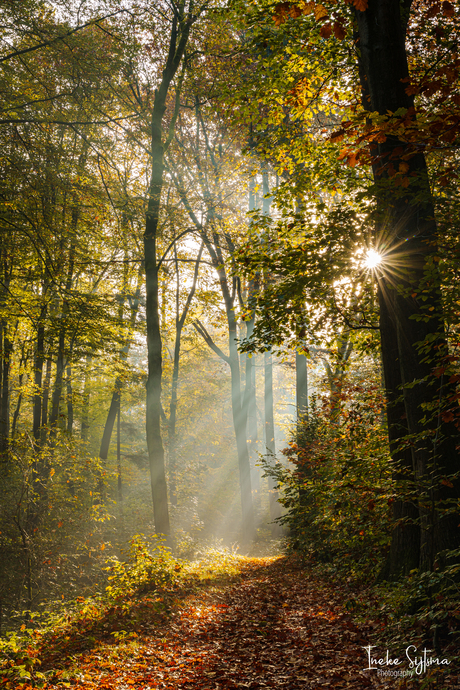 Zonneharpen in het bos