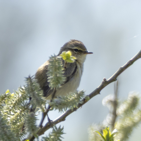 Vogeltje in tegenlicht - 2