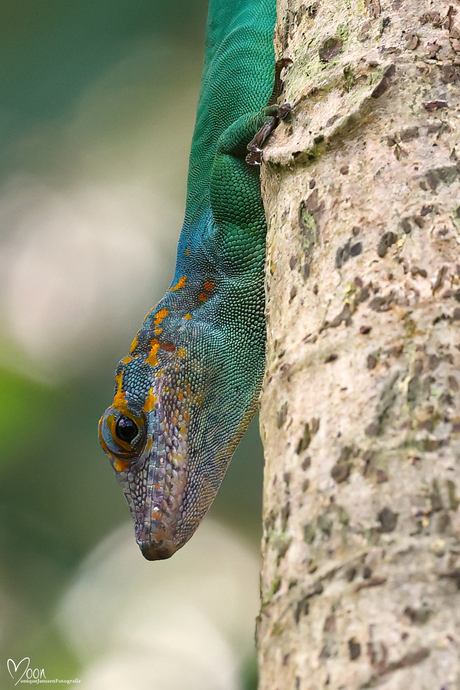 Marmeranolis