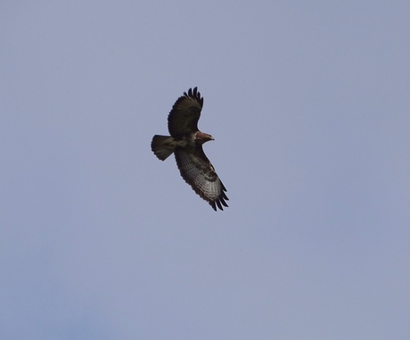 Overvliegende buizerd