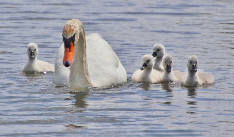 Zwaan met 5 pulletjes