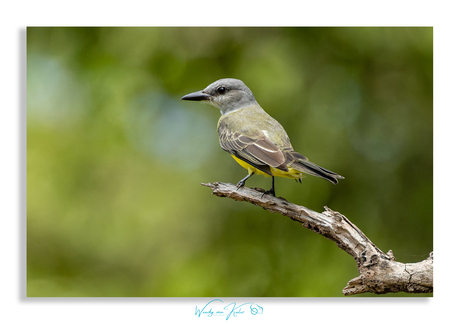 Tropische Konings Tiran