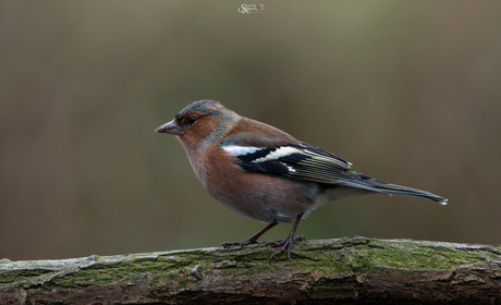 Vink