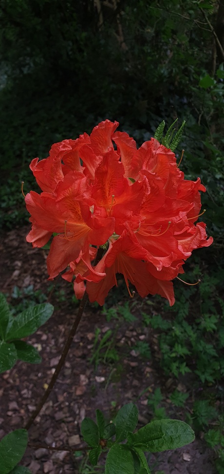 Azalea
